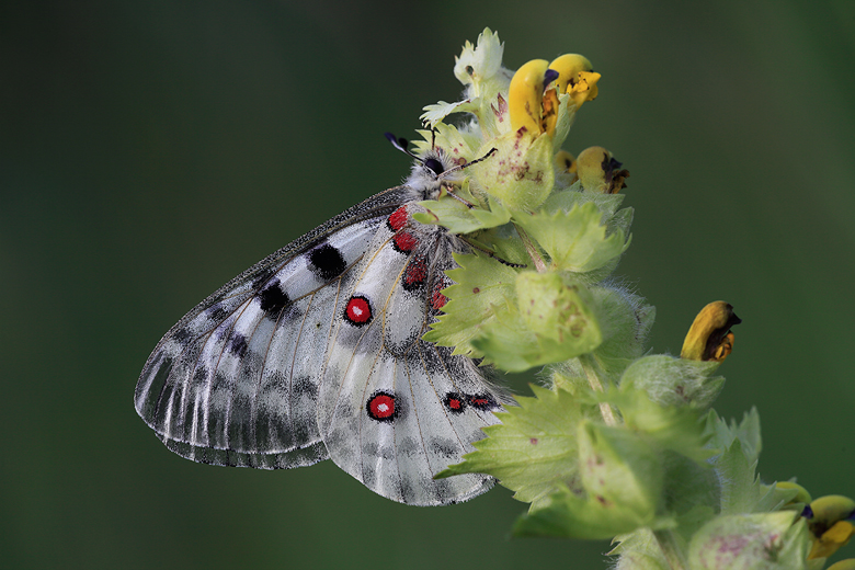 Parnassius apollo