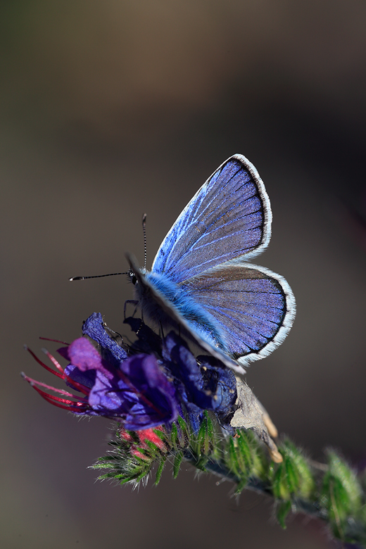 Polyommatus escheri