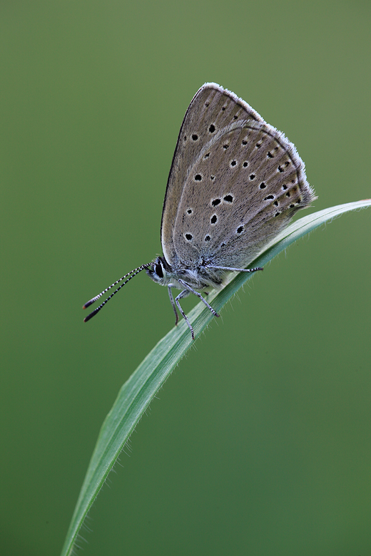 Lycaena hippothoe (eurydame)