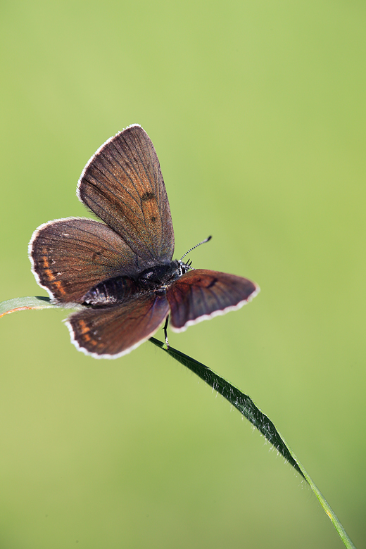 Lycaena hippothoe (eurydame)