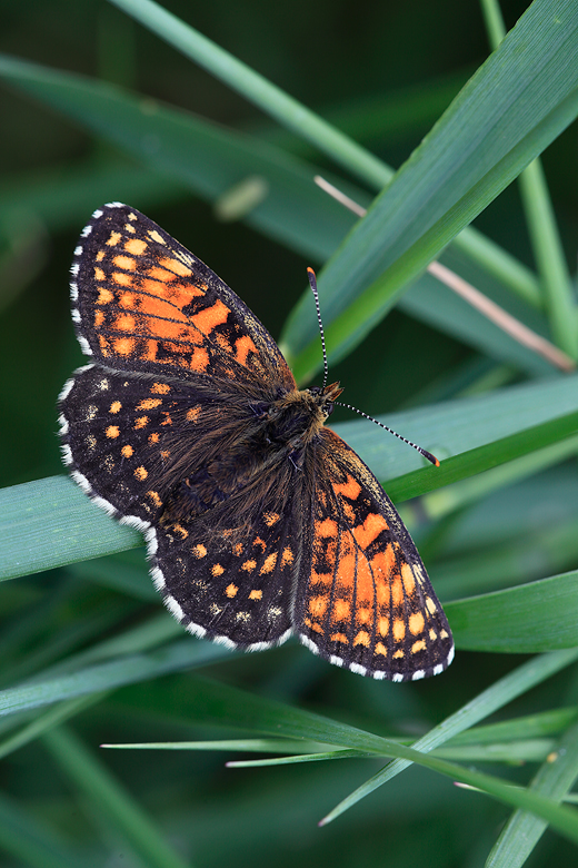 Melitaea diamina