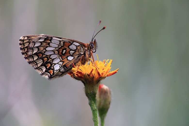 Melitaea athalia (celadussa)