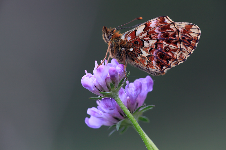 Boloria titania