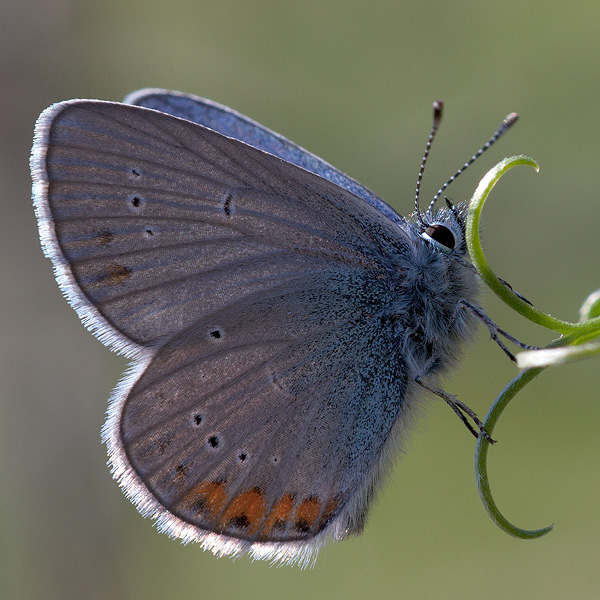 Cyaniris semiargus (helena)