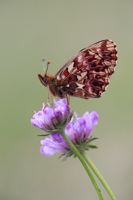 Boloria titania