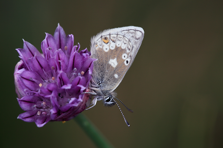 Plebejus glandon