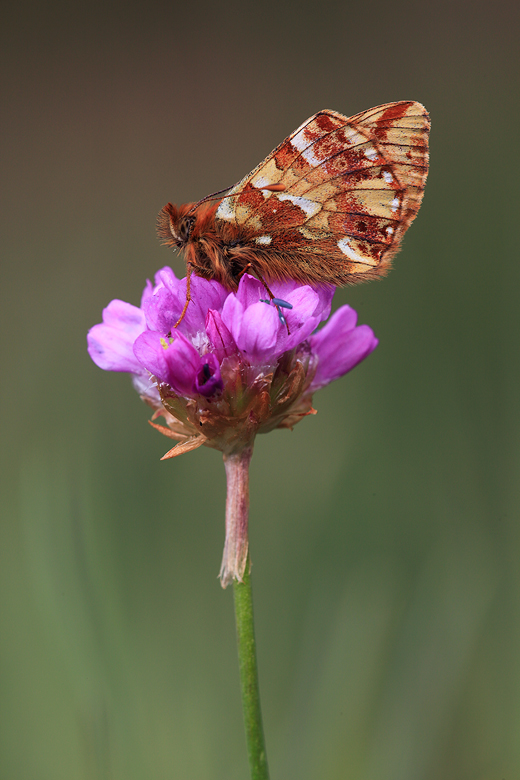 Boloria napaea