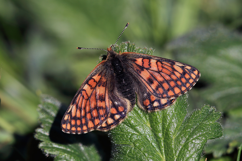 Euphydryas cynthia