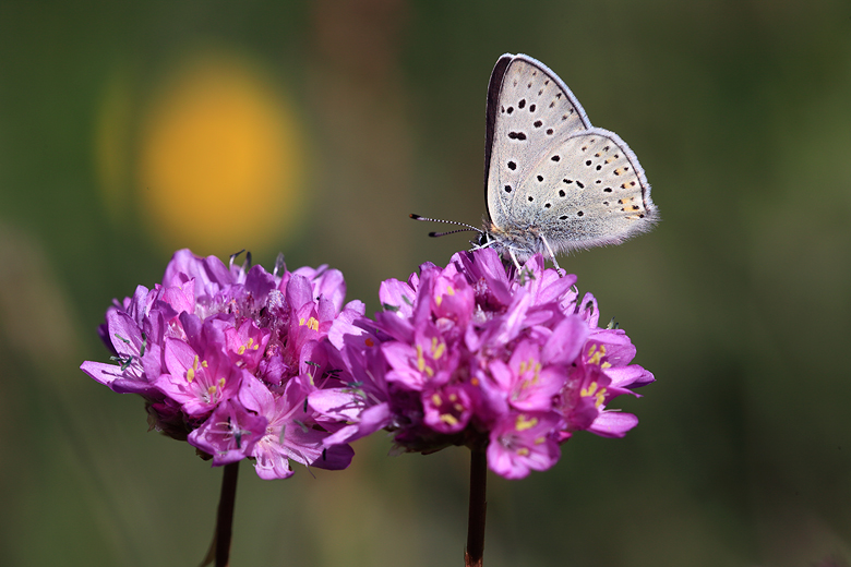 Lycaena tityrus (subalpinus)