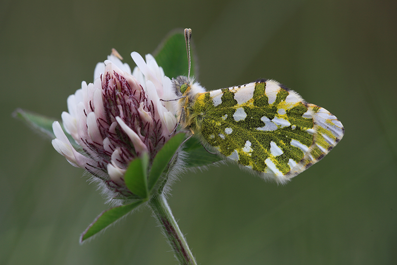 Euchloe simplonia