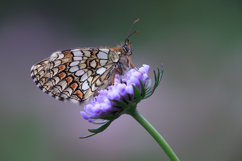 Melitaea athalia (celadussa)