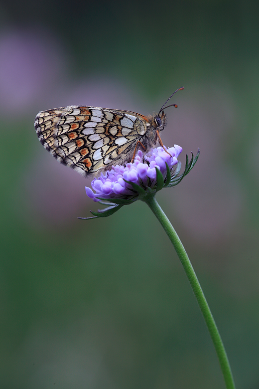 Melitaea athalia (celadussa)