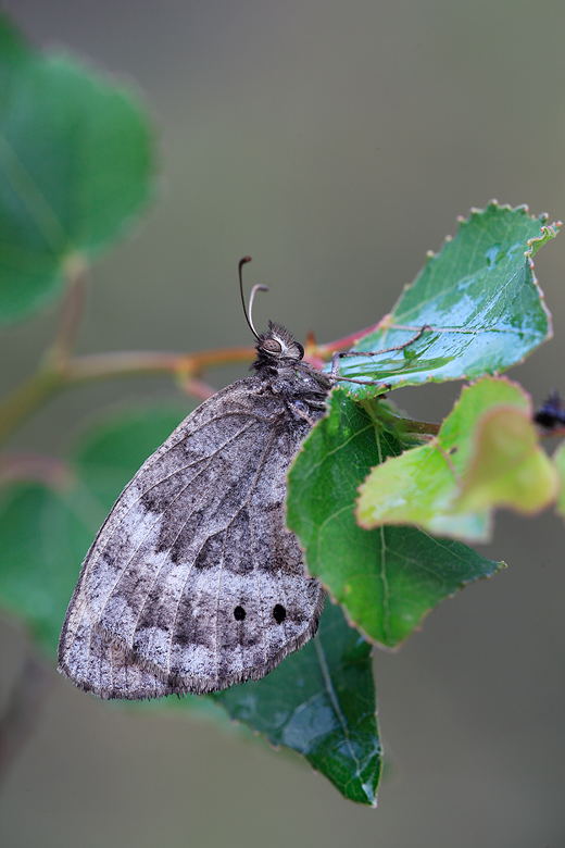 Satyrus ferula