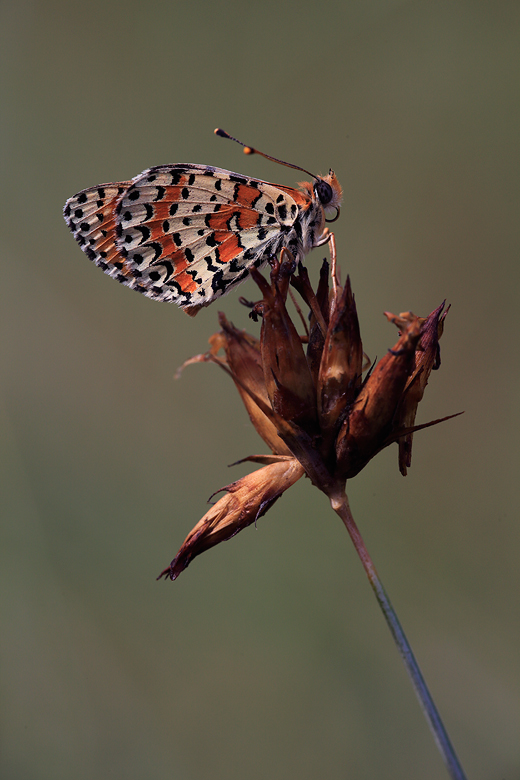 Melitaea didyma