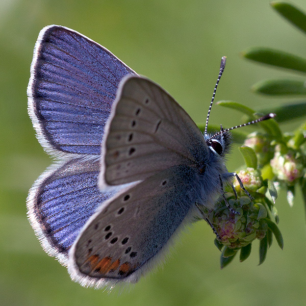 Cyaniris semiargus (helena)