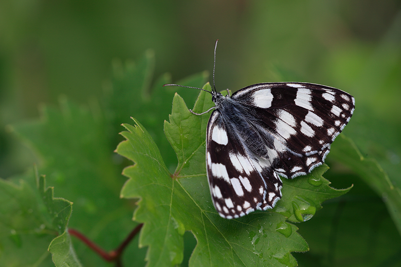 Melanargia galathea