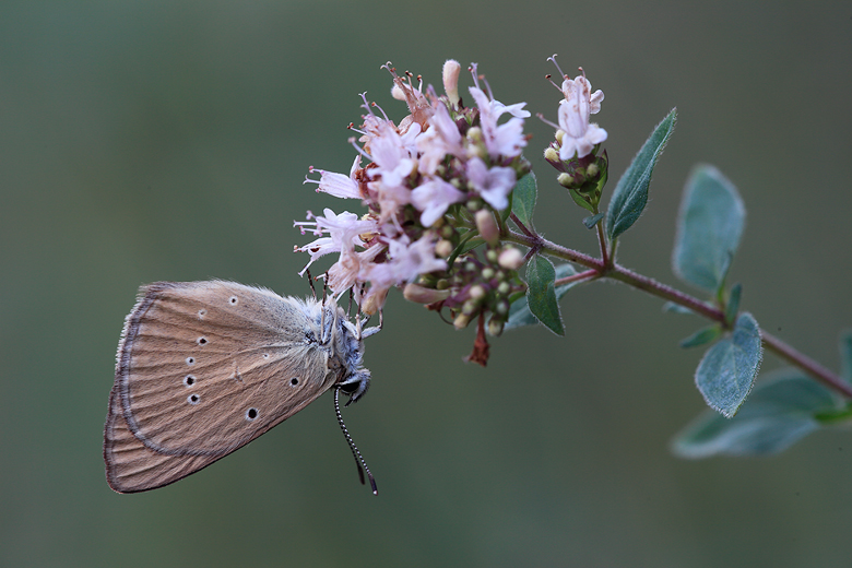 Polyommatus humedasae