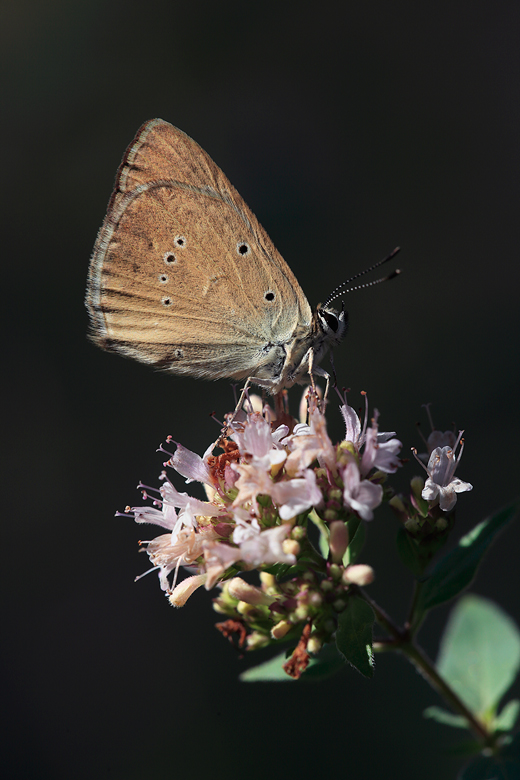 Polyommatus humedasae