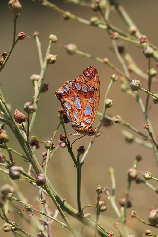 Issoria lathonia