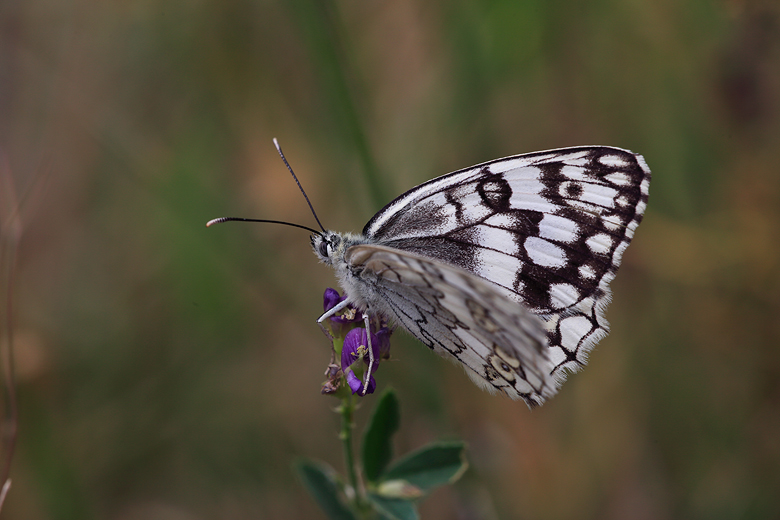 Melanargia russiae