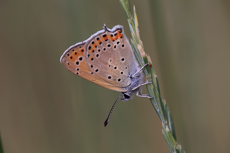 Lycaena asabinus