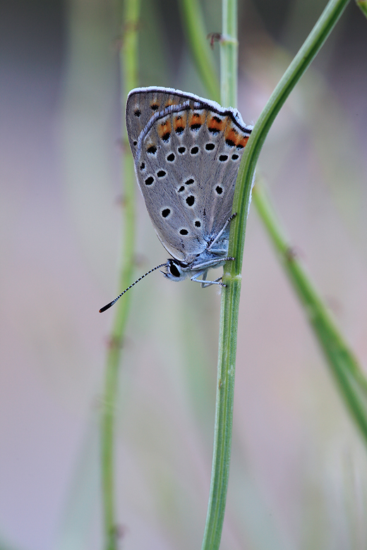 Lycaena alciphron (melibaeus)