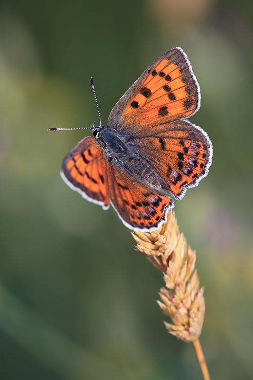 Lycaena alciphron (melibaeus)