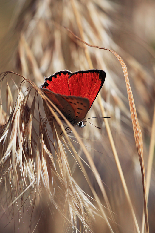 Lycaena thetis