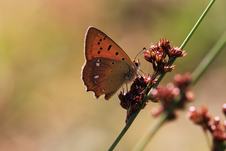 Lycaena virgaureae