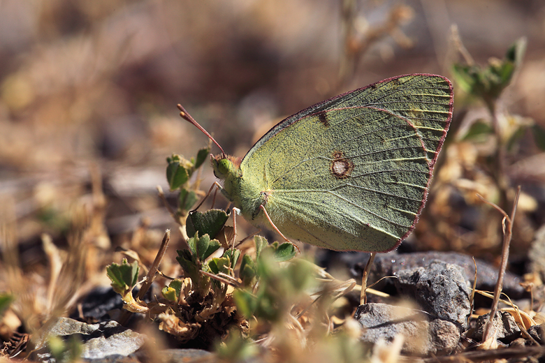 Colias chlorocoma