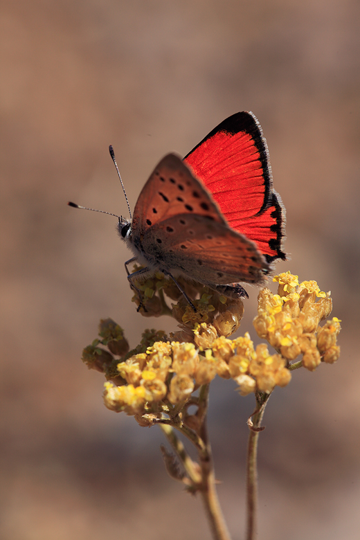 Lycaena thetis