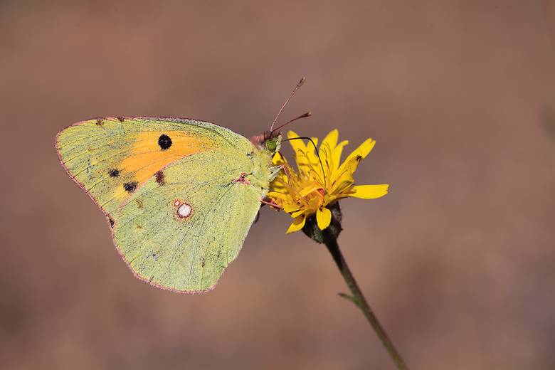 Colias aurorina