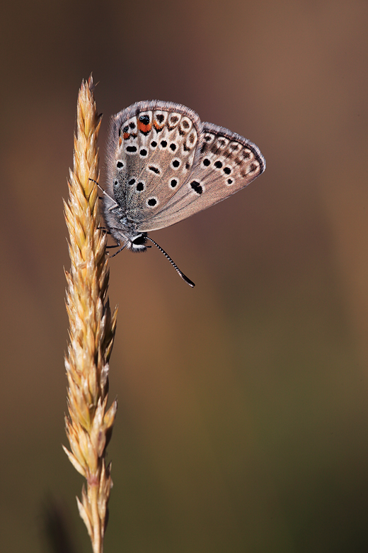 Plebejus loewii