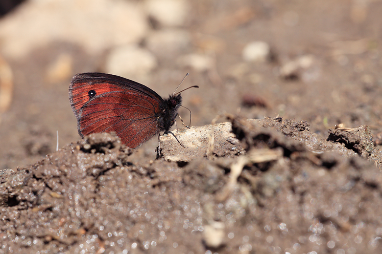 Erebia melancholica