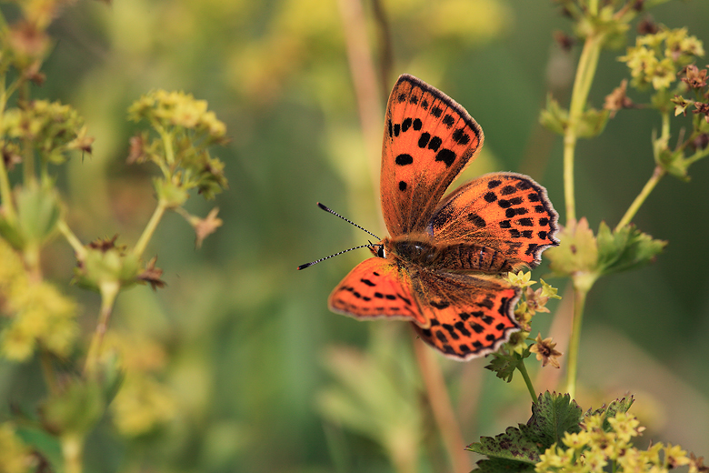 Lycaena virgaureae