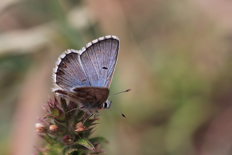 Aricia crassipuncta