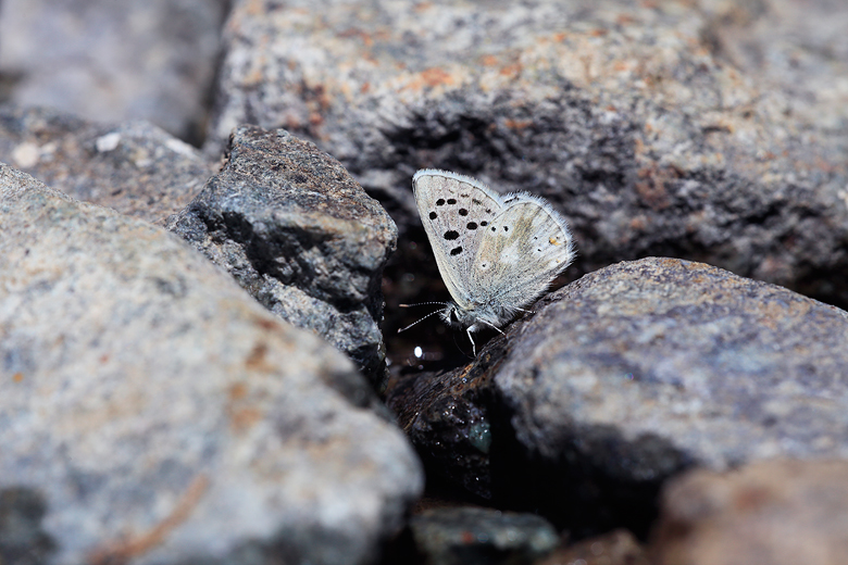 Plebejus  dardanus