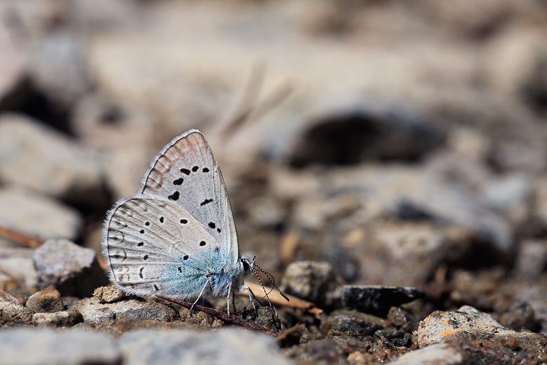 Polyommatus aedon