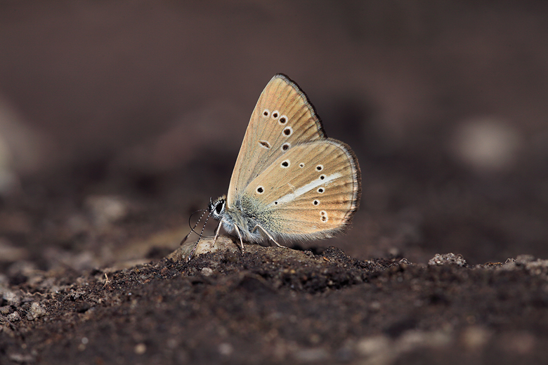 Polyommatus ripartii