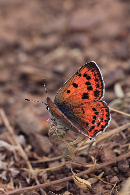 Lycaena alciphron (melibaeus)