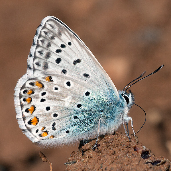 Polyommatus hispana