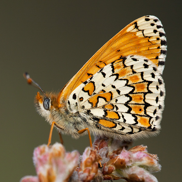 Melitaea cinxia