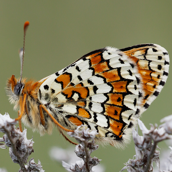 Melitaea cinxia