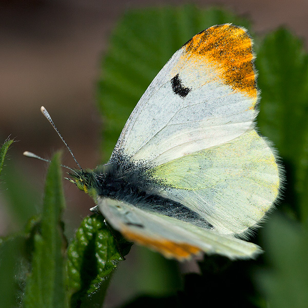 Anthocharis euphenoides