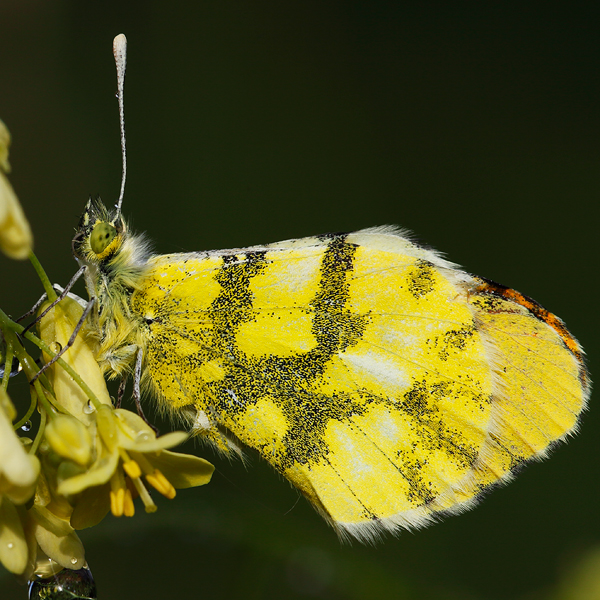 Anthocharis euphenoides