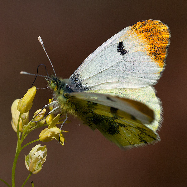 Anthocharis euphenoides