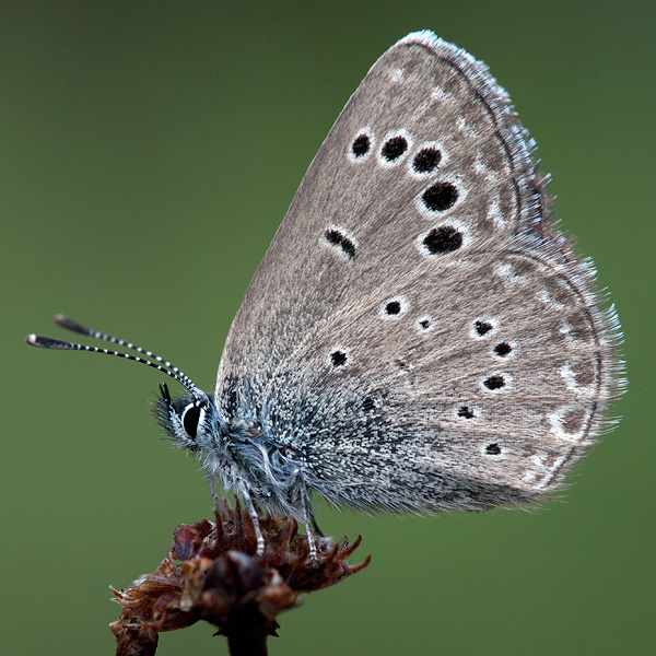 Glaucopsyche melanops