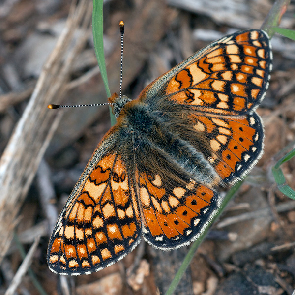 Euphydryas aurinia (provincialis)