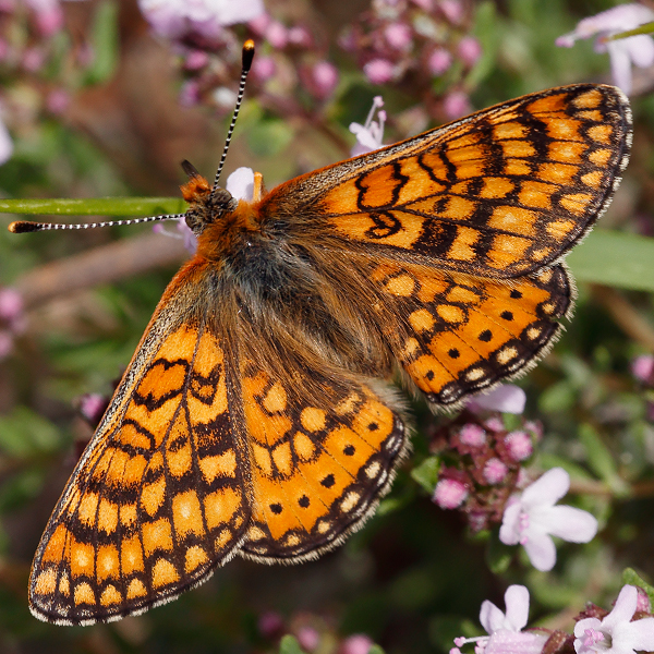 Euphydryas aurinia (provincialis)