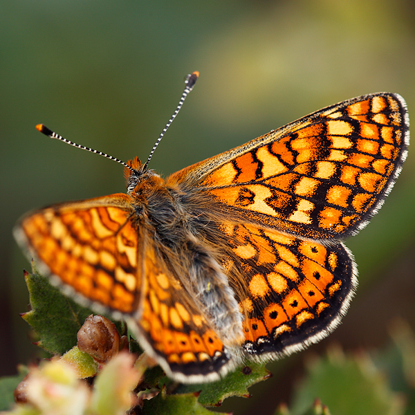 Euphydryas aurinia (provincialis)